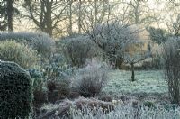 Frosty winter garden with Euphorbia and pruned rose bushes - Spencers, Great Yeldham, Essex

