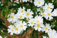 Cistus x heterocalyx 'Chelsea Bonnet'