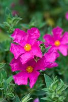 Cistus x pulverulentus 'Sunset'