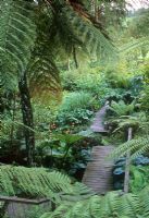 Hosta, Ligularia, Tree Ferns, Gunnera and Bamboo beside wooden decked boardwalk - Titoki Point, New Zealand

   
