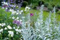 Silver and white border with Artemisia ludoviciana 'Valerie Finnis' and Aquilegia vulgaris 'Alba', Nepeta and Alliums at dusk