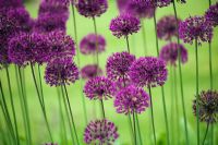 Allium 'Purple Sensation' at RHS Gardens Wisley