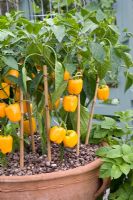 'Growing tastes Kitchen Garden' - RHS Hampton Court Flower Show 2008