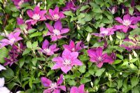 Clematis 'Picardy' 