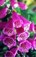 Digitalis purpurea 'Camelot Rose' - Foxglove 
