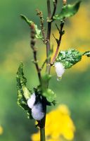 Cuckoo spit made by Nymph of common frog hopper insect