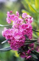 Kalmia angustifolia f. rubra - Mountain laurel 