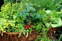 Summer salad and seasoning selection growing in a sturdy hessian lined wicker basket. Tomato 'Totem' with three types of chicory, parsley, variegated ginger mint, coriander, rosemary, sweet basil and golden marjoram