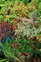 Late summer and autumn selection growing in a wooden Chinese rice basket. Gentiana sino-ornata, Fuchsia magellanica graciils 'Variegata', Gaultheria procumbens, Fuchsia 'Genii' and bud heather Calluna vulgaris 'Aphrodite'