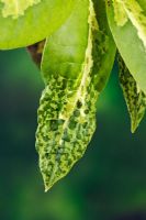 Distorted and chlorotic young Rhododendron leaf from probable insect feeding