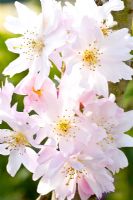 Prunus x subhirtella 'Autumnalis Rosea' - Winter Cherry