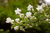 Philadelphus 'Innocence'