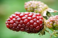Rubus loganobaccus - Loganberry