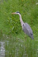 Ardea cinerea - Heron standing at waters edge, North Wales 