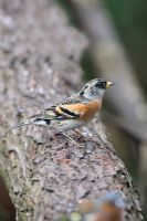 Brambling - Male perching on log, Norfolk 