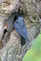 Corvus monedula - Jackdaw at nest hole in willow tree
