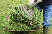 Using a lawn rake to put grass clippings into a wheelbarrow