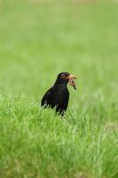 Turdus merula - Male blackbird on lawn with beakful of worms