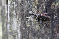Cicindela sylvatica - Wood tiger beetle resting on dead tree trunk