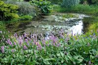 Large pool and bold lush waterside planting including Polygonum bistorta 'Superbum' - The Dorothy Clive Garden, Staffordshire
