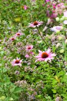 Origanum vulgare, Thymus, Echinacea and Sidalcea in herb garden