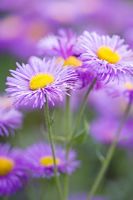 Erigeron 'Dunkelste Aller'  