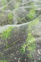 Carrot seedlings under mesh to protect from carrot fly and other pests