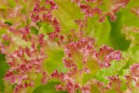 Lactuca sativa 'Lollo Rosso' - Lettuce 