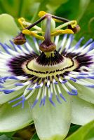 Passiflora caerula - Passion flower 