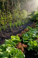 Watering a bed of mixed vegetables