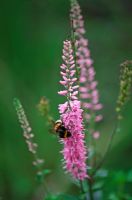 Bee on Veronica petraea 'Pink Damask'