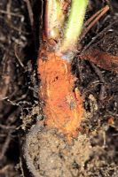 Phytophthora cactorum - Strawberry crown rot - Section through infected plant showing extensive rot 