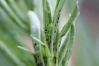 Lygocoris pabulinus - Common green capsid nymph on broad bean shoot 