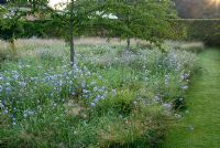 Meadow grasses and Scabious within The Walled Garden at Scampston Hall designed by Piet Oudolf