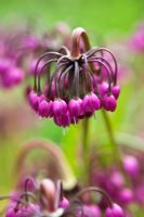 Allium cernuum - Nodding Onion flower