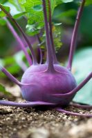 Brassica oleracea 'Azur Star' - Kohlrabi 