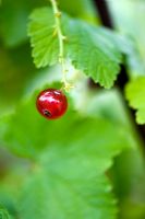 Ribes 'Rondom' - Single Red Currant 