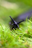 Slug in the grass
