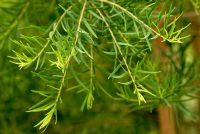 Melaleuca alternifolia - Tea Tree foliage 