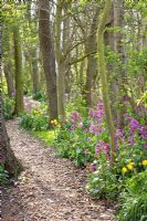 Path through spring woodland garden with Lunaria annua