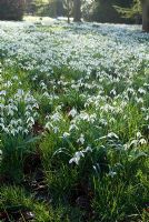 Galanthus nivalis - Carpet of Snowdrops in the woods at Chippenham Park, Cambridgeshire - NGS Open Day for Snowdrops 10 February 