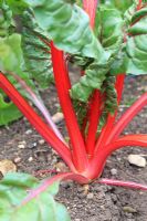 Beta vulgaris var. cicla 'Ruby Red' - Swiss chard
