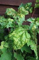 Cryptomyzus ribis - Red currant blister aphid - Causes leaf blisters on the top surface