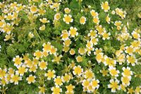Limanthes douglasii - poached egg plant, the flowers will attract beneficial insects
