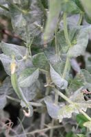 Erysiphe pisi - Pea powdery mildew covering pea crop