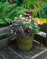 Green glazed terracotta container planted with Geranium 'Chocolate Candy' and Helipterum