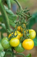 Tomatoes 'Sungold' ripening on vine