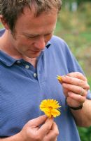 Calendula officianalis - Man pulling off petals of edible Pot Marigold flower