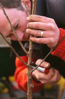 Man pruning pruning the main stem of a fruit tree back to strong side shoots 
to start training a fan or espalier
