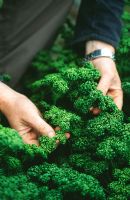 Man picking Petroselinum crispum - Parsley